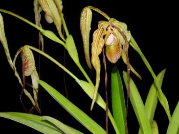 Phragmipedium woosner Twist x kovachii